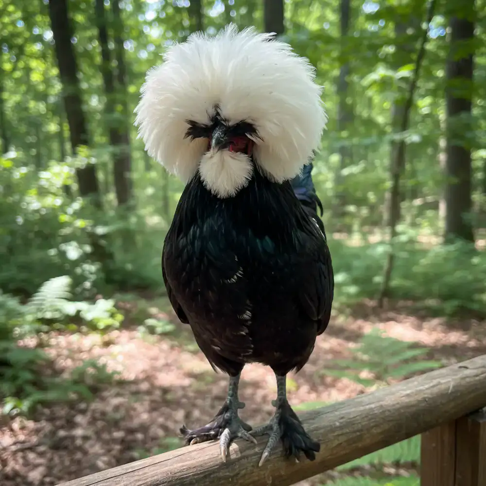 Polish chicken with a prominent crest of feathers